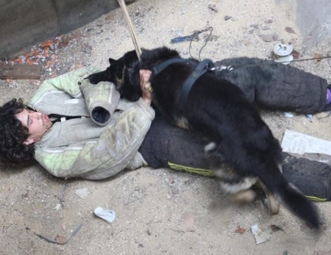 photo chien d'intervention
